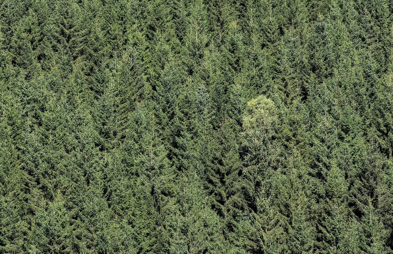 Forstwirtin bei der Arbeit in einem österreichischen Wald