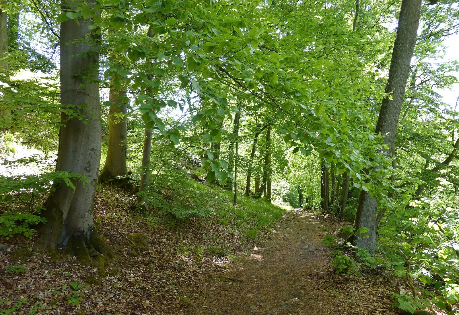 Forsterfahrene Frau in einem europäischen Mischwald